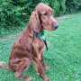Bester Jüngstenhund Hallbergmoos 2023