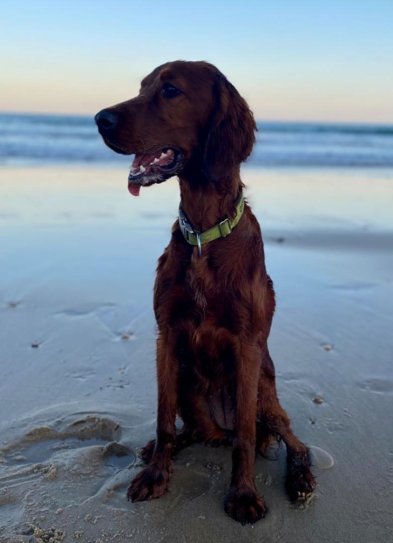 Ginger im Urlaub