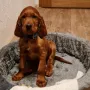 Hunter´s Finlay wohnt bei Miriam und Angus in Schönwald