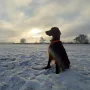 Hunter 1 Jahr alt 