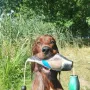 Hunter fleißig bei der Arnbeit