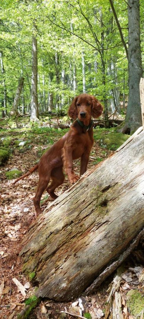 Heidi ist meistens im Wald unterwegs