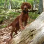 Heidi ist meistens im Wald unterwegs