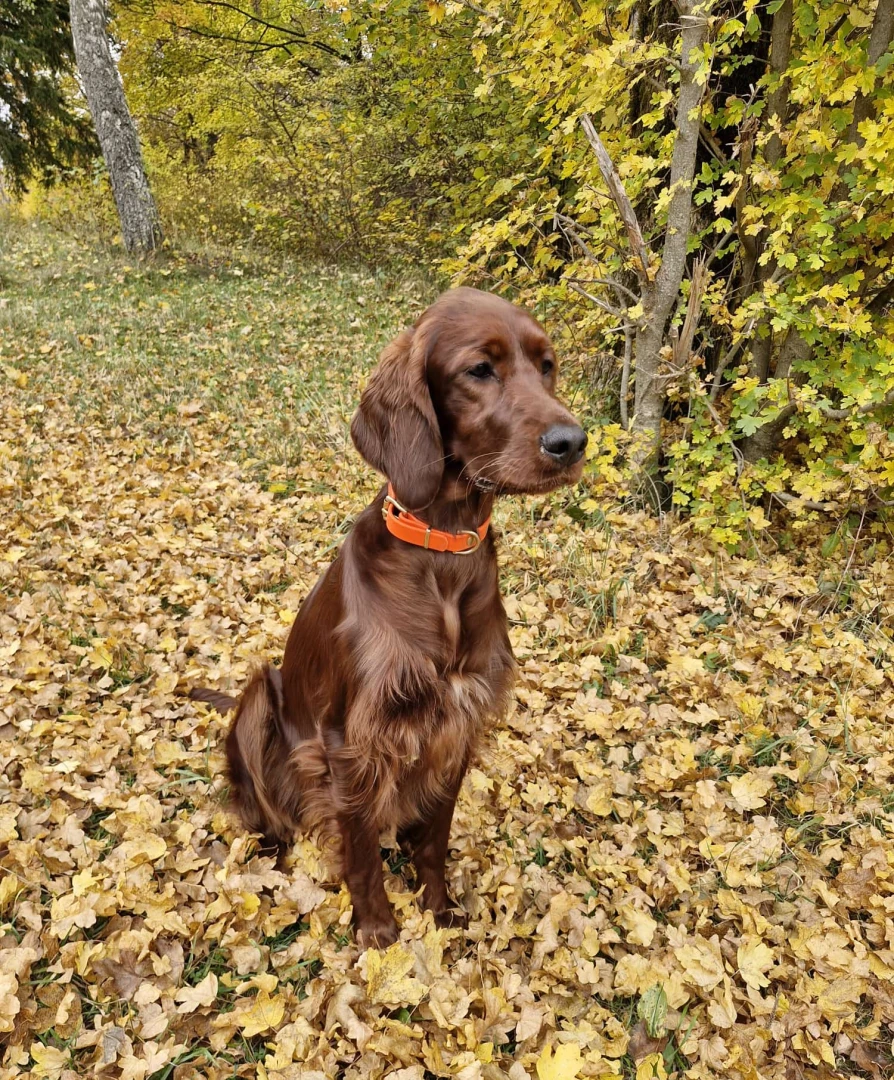 Il Volo 10 Monate im Herbstlaub 2025