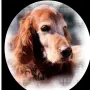 Branka 17.05.2006-29.05.2021