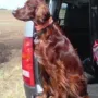 Briska hat ihren Platz nun bei Astrid in Neuwied am Rhein. 