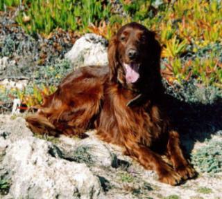 Vino ist nach Portugal ausgwandert, zu Familie Oliver Remus