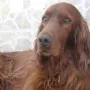 Vino ist nach Portugal ausgwandert, zu Familie Oliver Remus