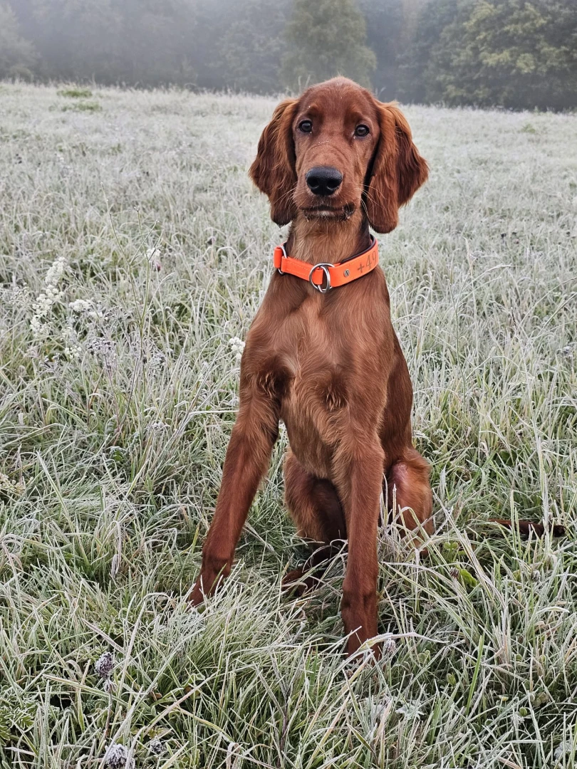 Jaro 5 Monate jung und schon sehr hübsch