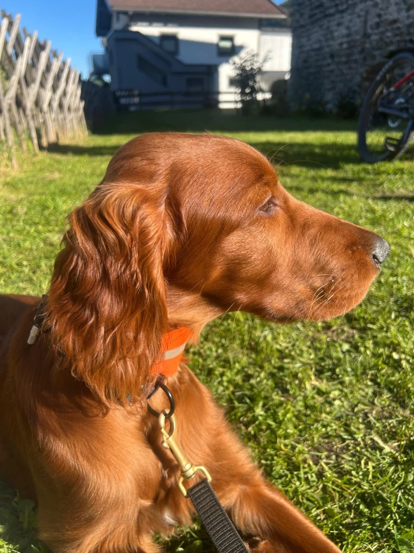 Joko hat sich zu einem Prachtkerl entwickelt