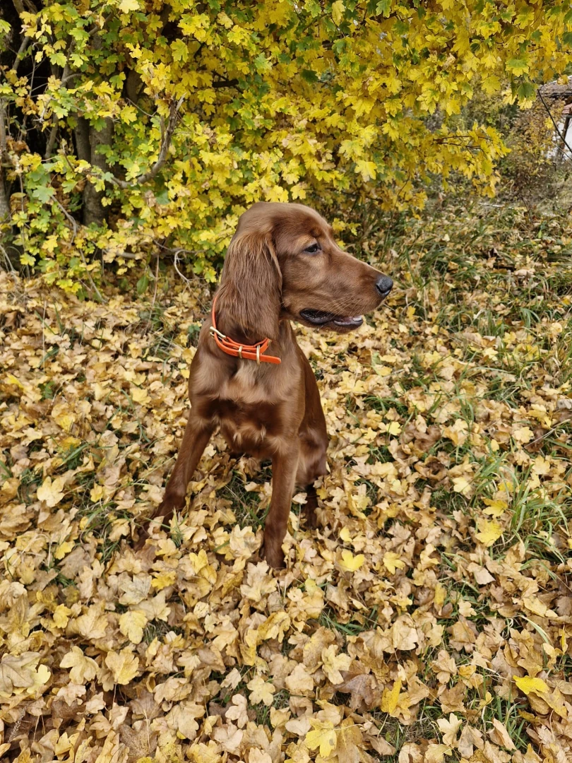 Jay 5 Monate im Herbstlaub 2025