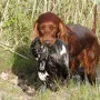 Bella lebt in Baden Baden bei Jutta, die stolze Inhaberin eines Jagdscheins ist.