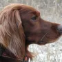 Bella hat sich zu Silvester 2009 schick gemacht!