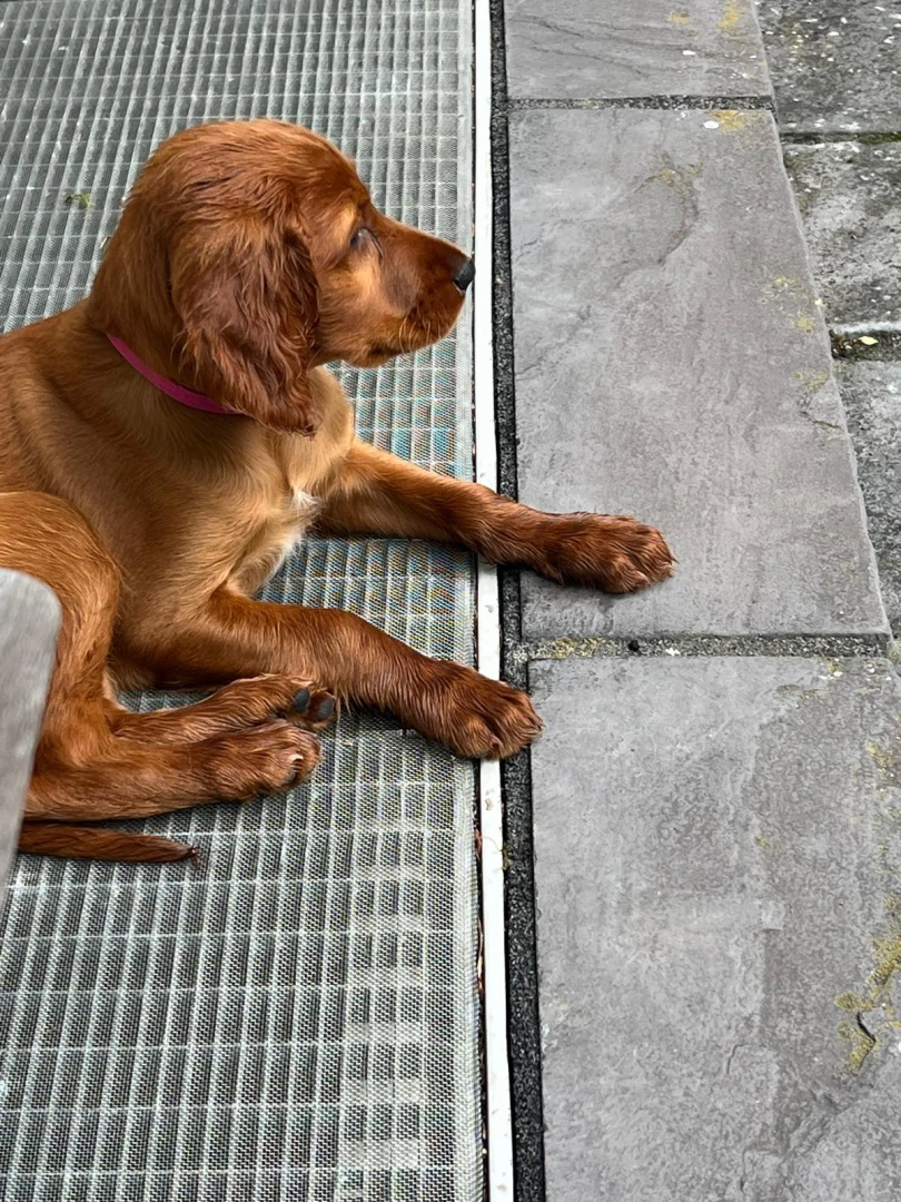 Josie ist weit gezogen, zu Kristin nach Hamburg.