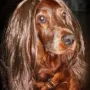 Bea im Fasching 2015