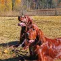 Bea knapp 10 Jahre mit Sissy