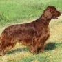 Monty