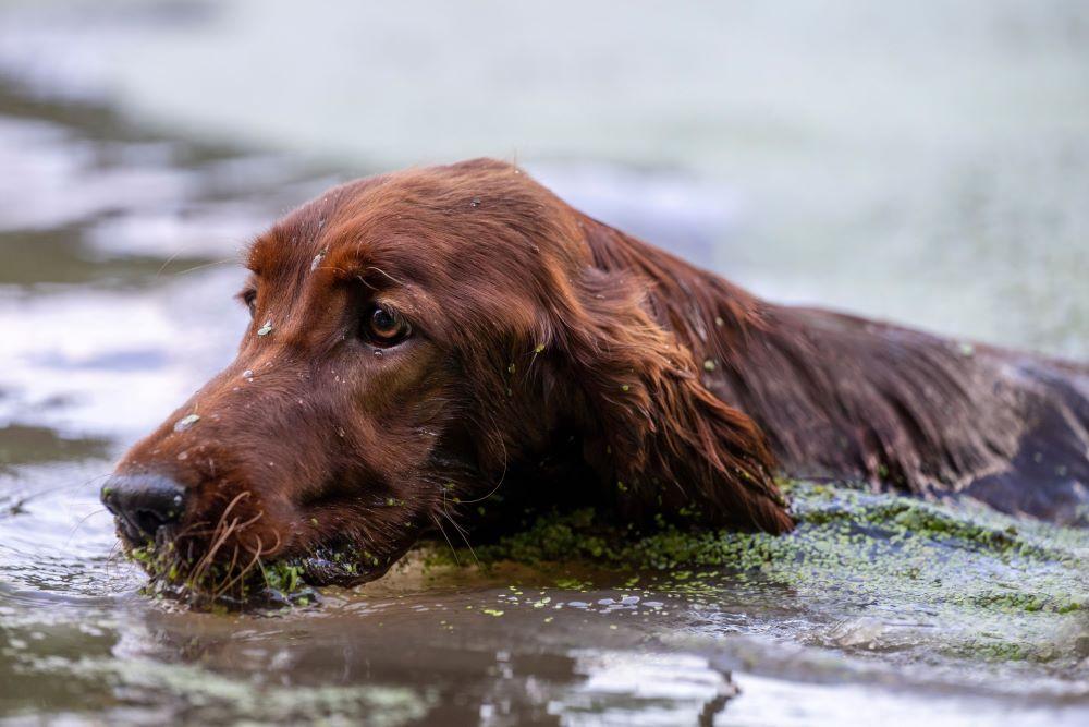 Irish Setter Zucht vom Gebirgsjägerhof