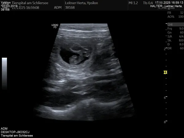 Ultraschall.jpg