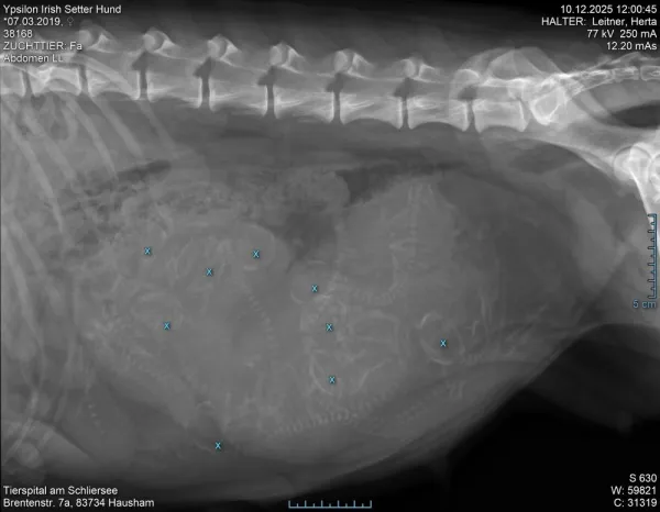 Röntgenbild 55. Tag.jpg
