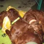 Prada, Kathy und Donerl sind so müde