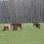 Das ist eine Weite für unsere Setter