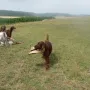 Der Hut wird getragen