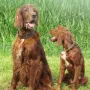 Deputy Daniel und Remember Winny 