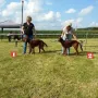 Rüden Puppy