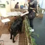 Unsere Setter mit Besucher, einfach nur freundlich