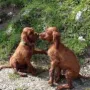 Wieder S²....