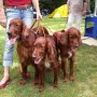 Zuchtgruppe 2 mit Ryan-Ray, Ravenna und Remember Winny