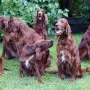 Der Gebirgsjäger Clan