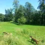 mit viel Fläche zum Freilauf der Hunde