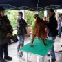 Tipps zum trimmen der Setter