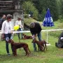 Babys Hündinnen