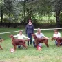 Erwachsenen Hündinnen