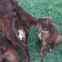Mal schnell die Mama am Schwanz ziehen....