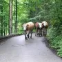 Vorbei an den Kühen