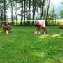 Platzierungen Rüden Babys
