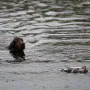 Apport im Wasser