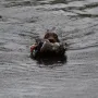 Und Odin hat die Ente fest im Griff