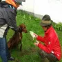 Wachtel "Charlotte" ist auch dabei