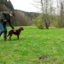 Taiga beim Vorstehtraining