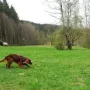 Taiga 