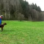 Tango beim Vorstehtraining