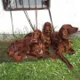 Die Puppen als Fanclub: Remember Winny, TOP 