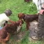 Der Fasan wird genauestens beschnubbert