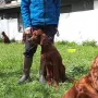 Wesley