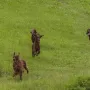 Die Hunde hatten riesen Spaß